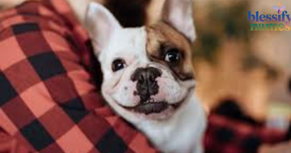 most-popular-boy-dog-names