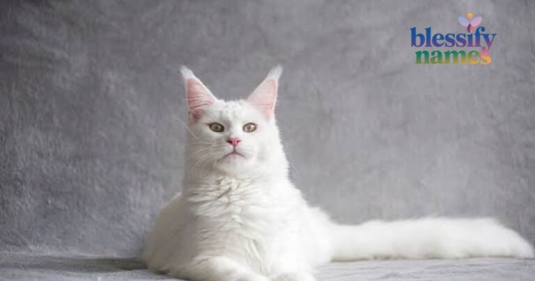 100-elegant-white-cat-girl-names-with-meanings-for-snowy-kittens