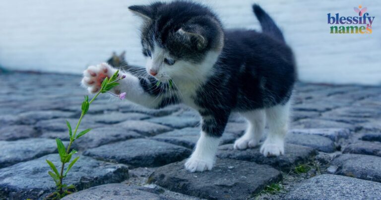 100-mystical-black-cat-names-with-meanings-of-good-luck