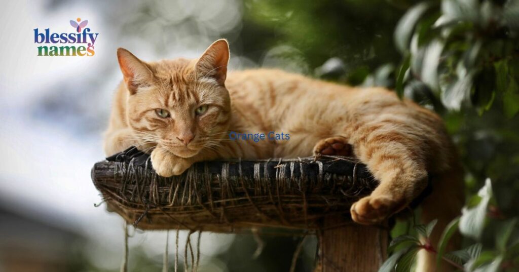 fiery-and-sun-inspired-names-for-bright-orange-cats