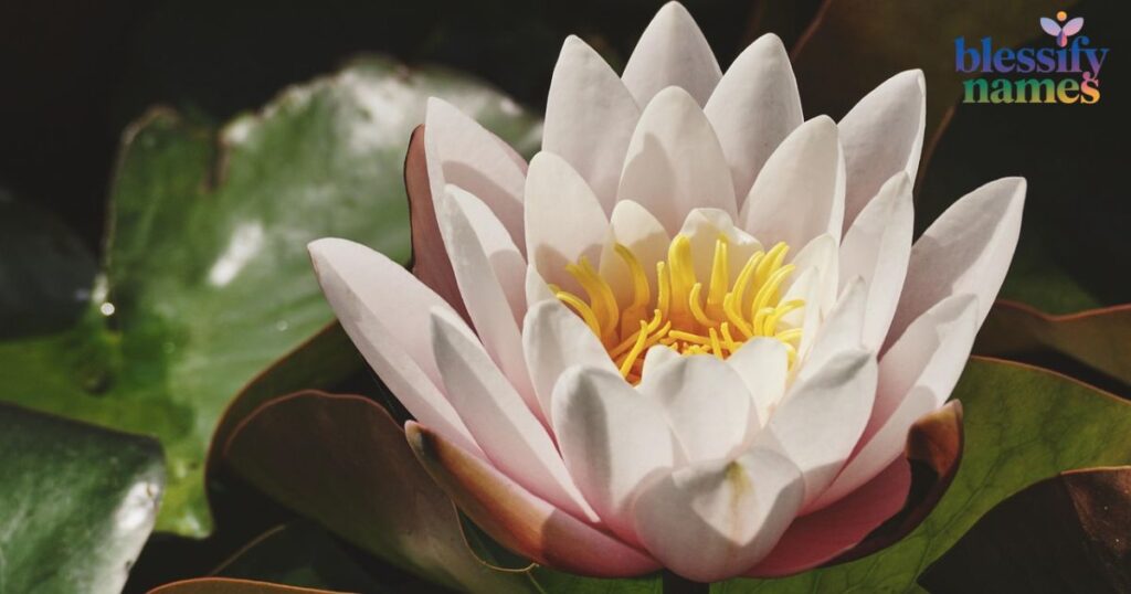 flower-and-plant-titles-for-white-cat-girl-names-with-meanings