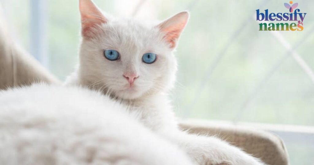 magical-winter-and-snow-names-for-white-cats