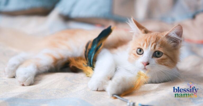 orange-cat-names-with-meanings-for-ginger-kittens