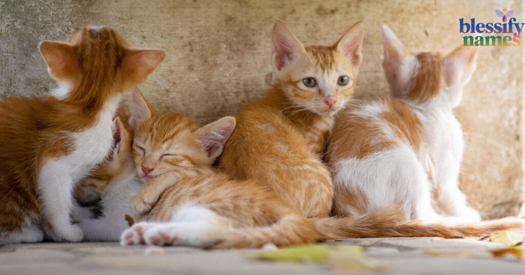 short-minimalist-one-syllable-names-for-ginger-cats