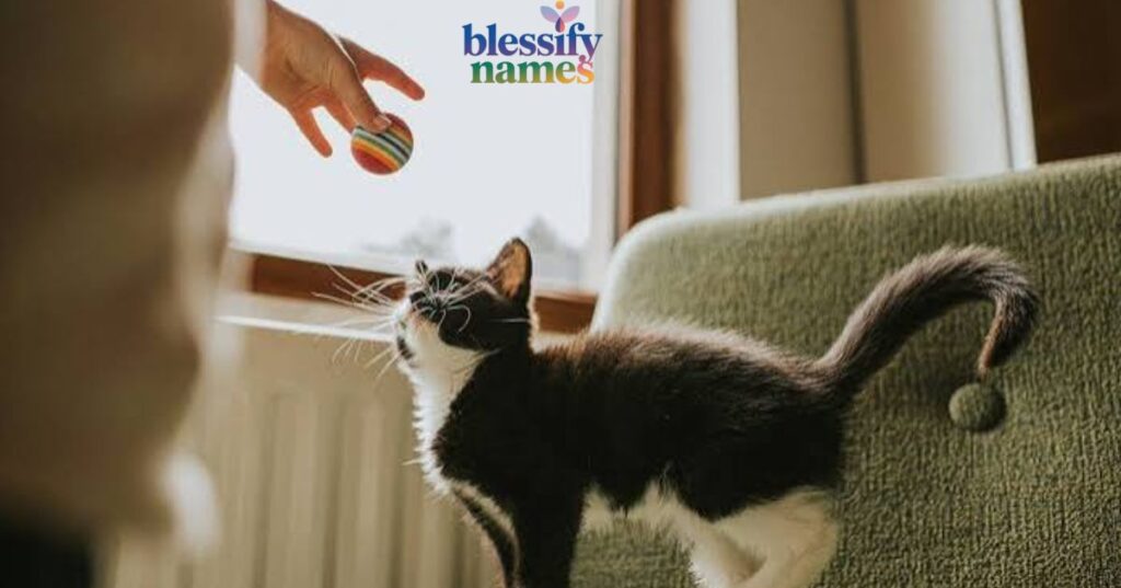 short-minimalist-one-syllable-names-for-sleek-cats
