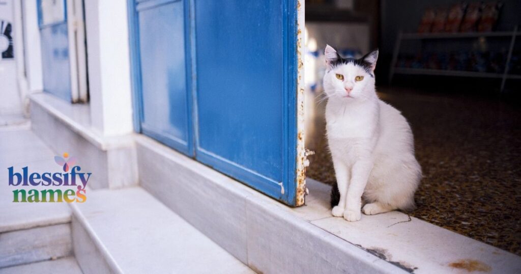 witty-and-clever-sarcastic-names-for-white-cats